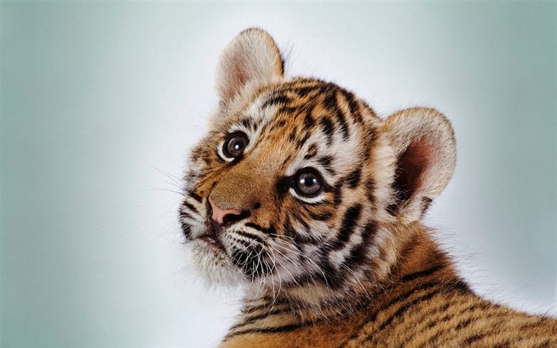 Картинки тигрята (100 фото) #58