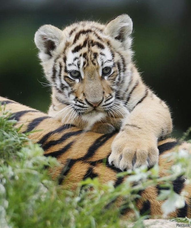 Картинки тигрята (100 фото) #74