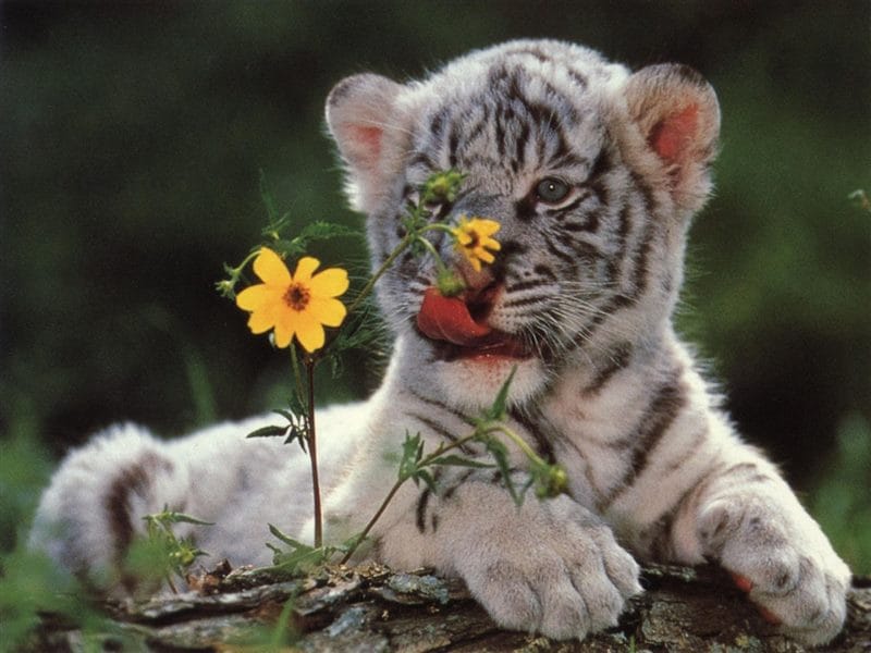 Картинки тигрята (100 фото) #53