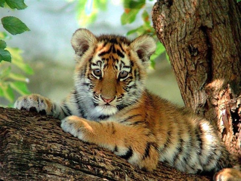 Картинки тигрята (100 фото) #81