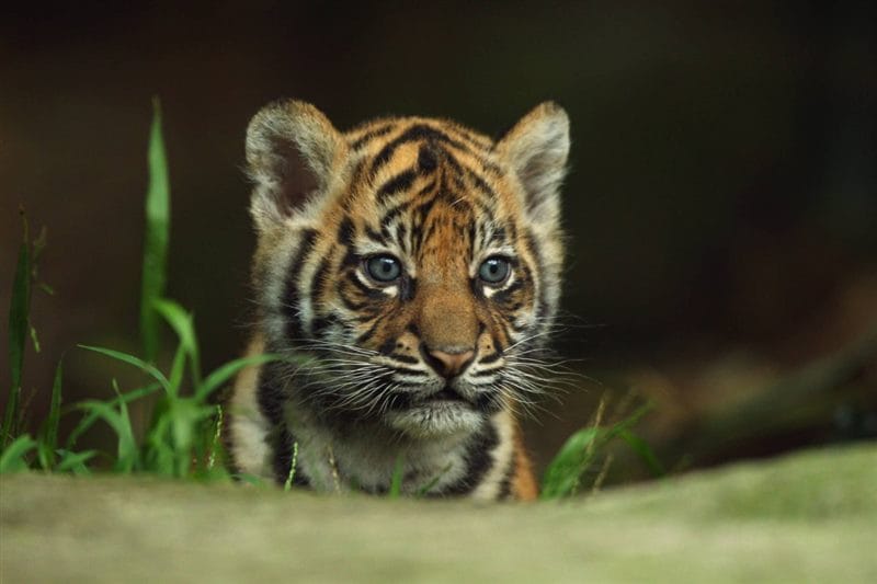 Картинки тигрята (100 фото) #99
