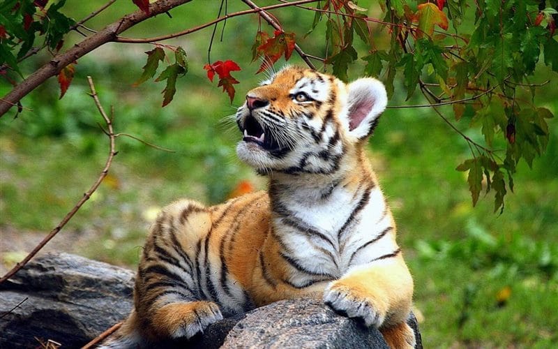 Картинки тигрята (100 фото) #18