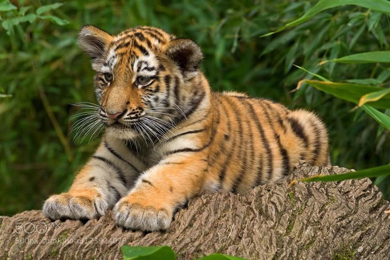 Картинки тигрята (100 фото) #71