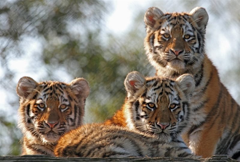 Картинки тигрята (100 фото) #49