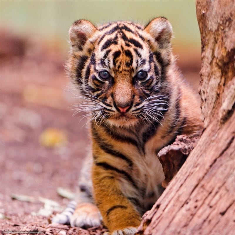 Картинки тигрята (100 фото) #26