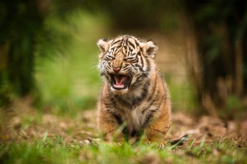 Картинки тигрята (100 фото) #98
