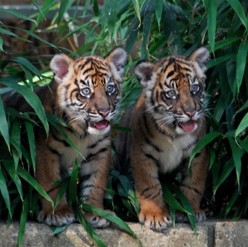 Картинки тигрята (100 фото) #38