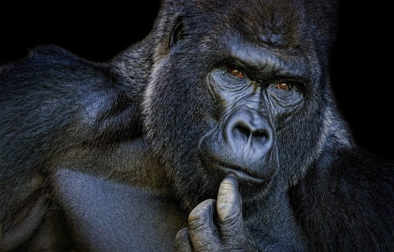 Картинки гориллы (100 фото) #25