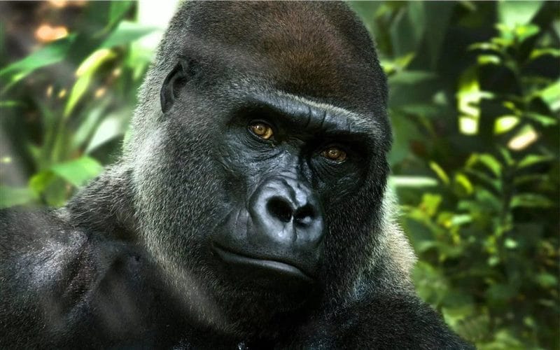 Картинки гориллы (100 фото) #50