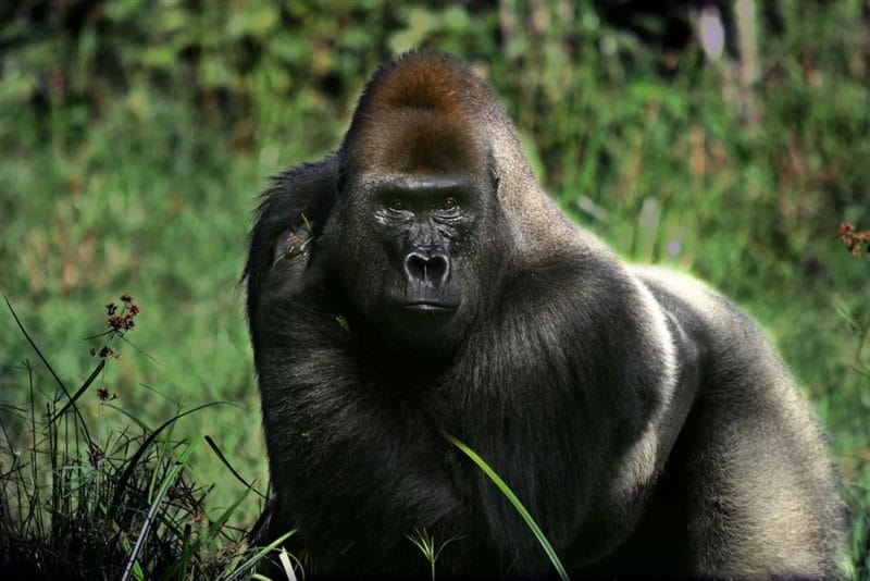 Картинки гориллы (100 фото) #78