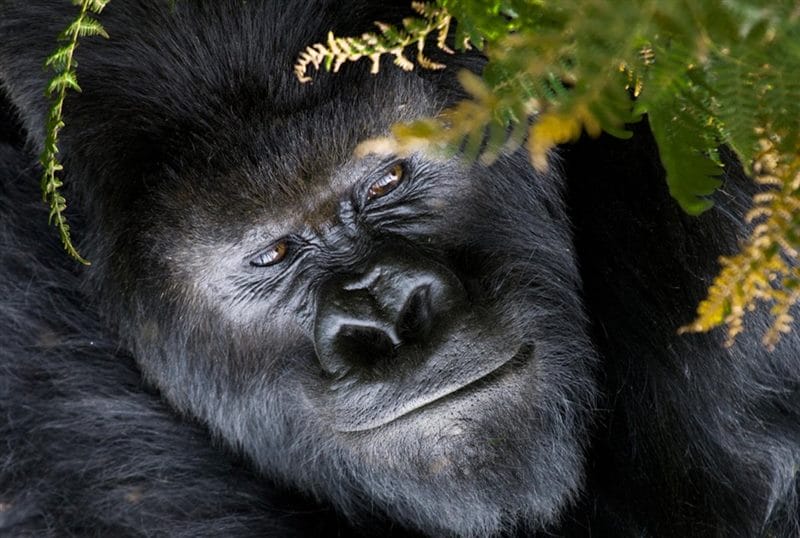 Картинки гориллы (100 фото) #45