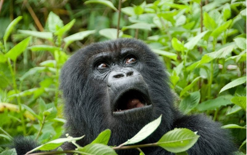 Картинки гориллы (100 фото) #67