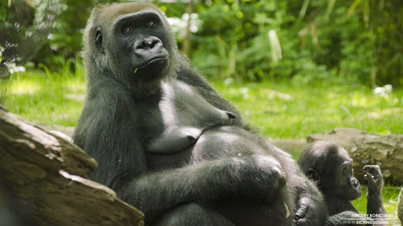 Картинки гориллы (100 фото) #86