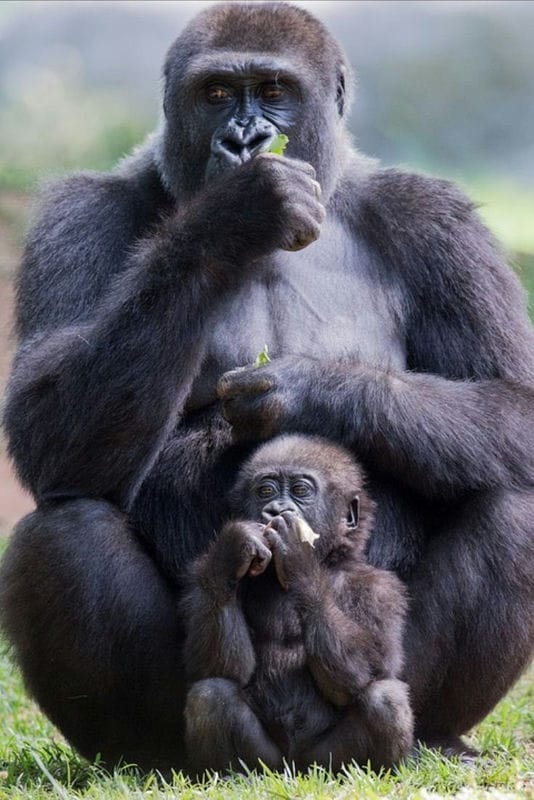 Картинки гориллы (100 фото) #87