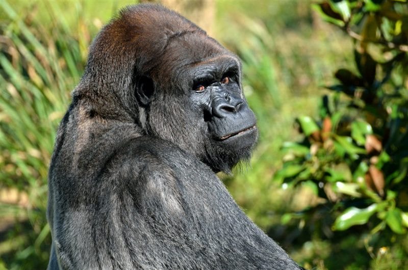 Картинки гориллы (100 фото) #40