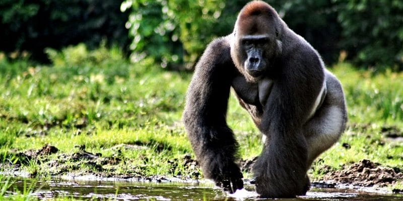 Картинки гориллы (100 фото) #72