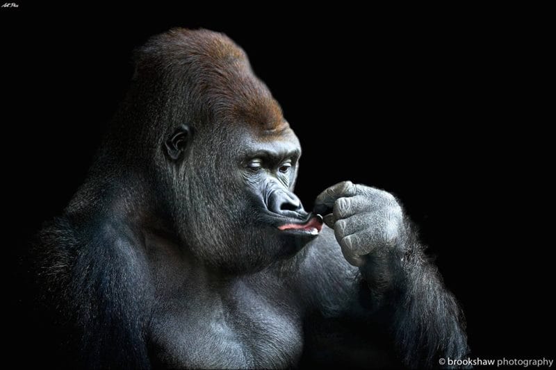 Картинки гориллы (100 фото) #90