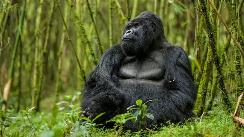 Картинки гориллы (100 фото) #70