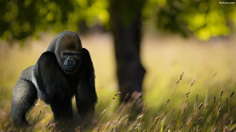 Картинки гориллы (100 фото) #97
