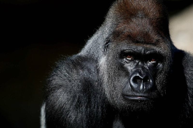 Картинки гориллы (100 фото) #69