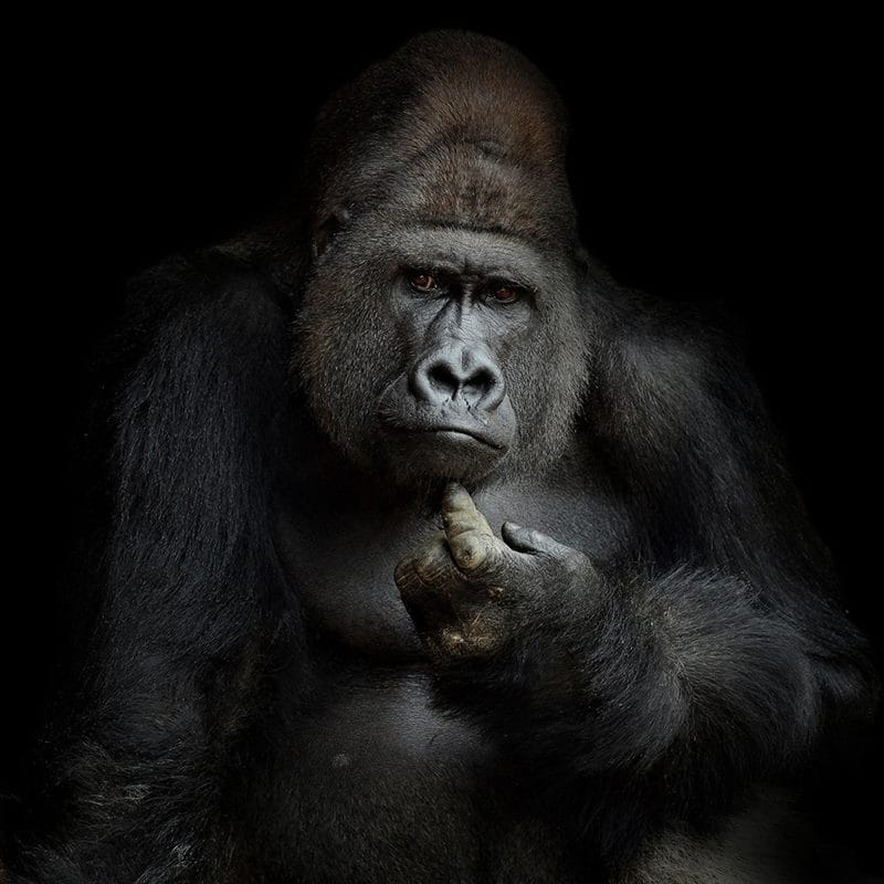 Картинки гориллы (100 фото) #74