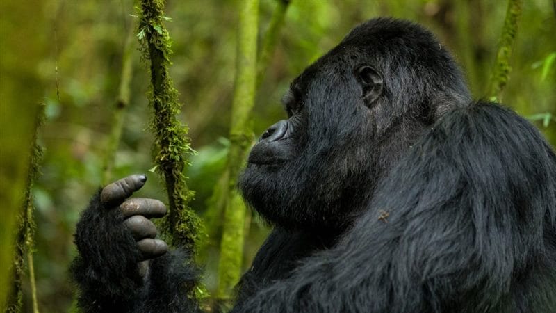 Картинки гориллы (100 фото) #88