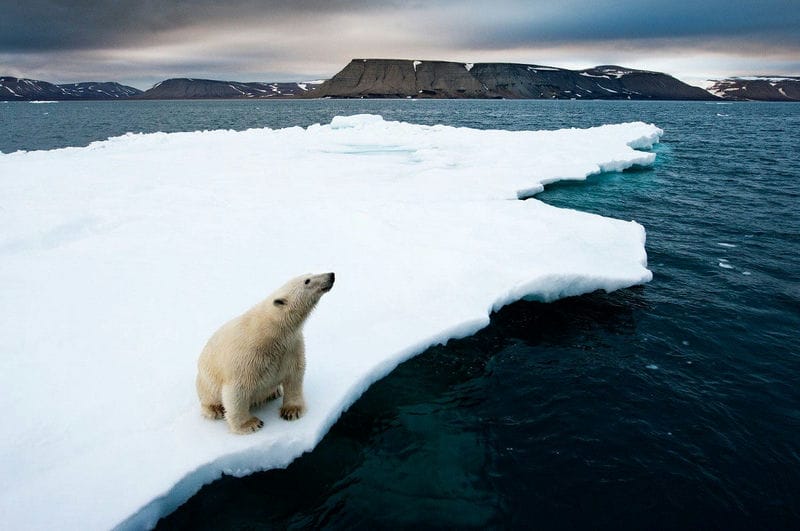 Картинки Арктика (70 фото) #17
