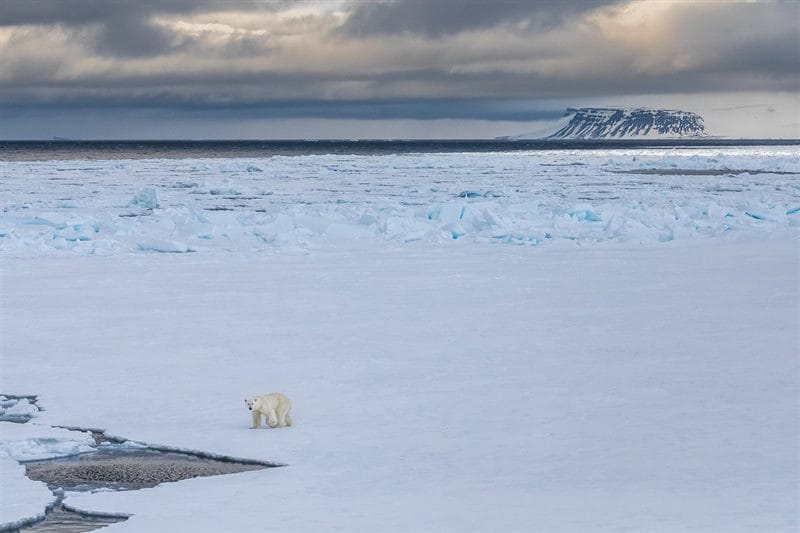 Картинки Арктика (70 фото) #33