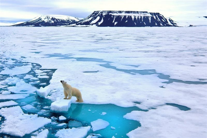 Картинки Арктика (70 фото) #3