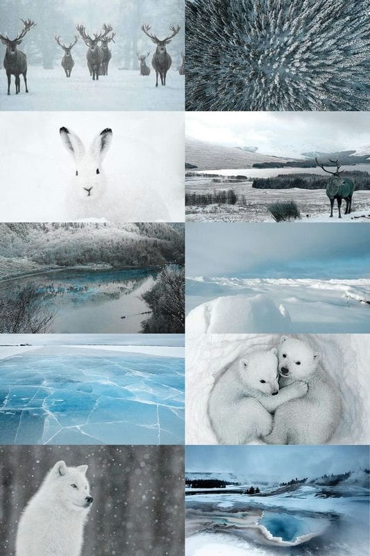 Картинки Арктика (70 фото) #59