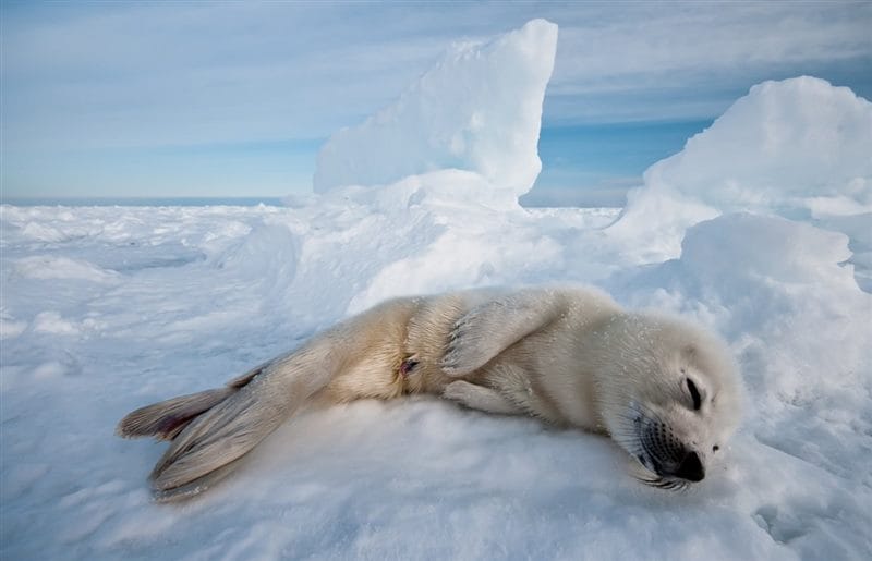 Картинки Арктика (70 фото) #62