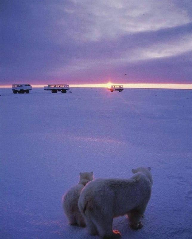 Картинки Арктика (70 фото) #34