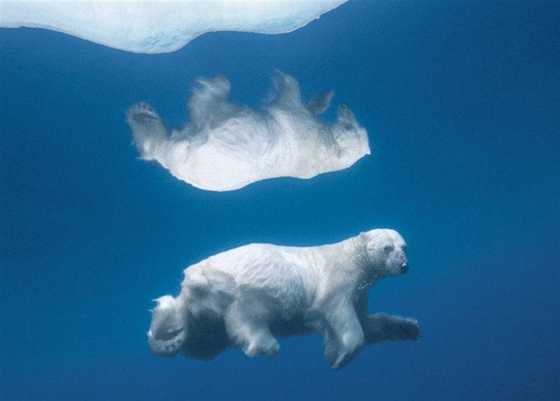 Картинки Арктика (70 фото) #52