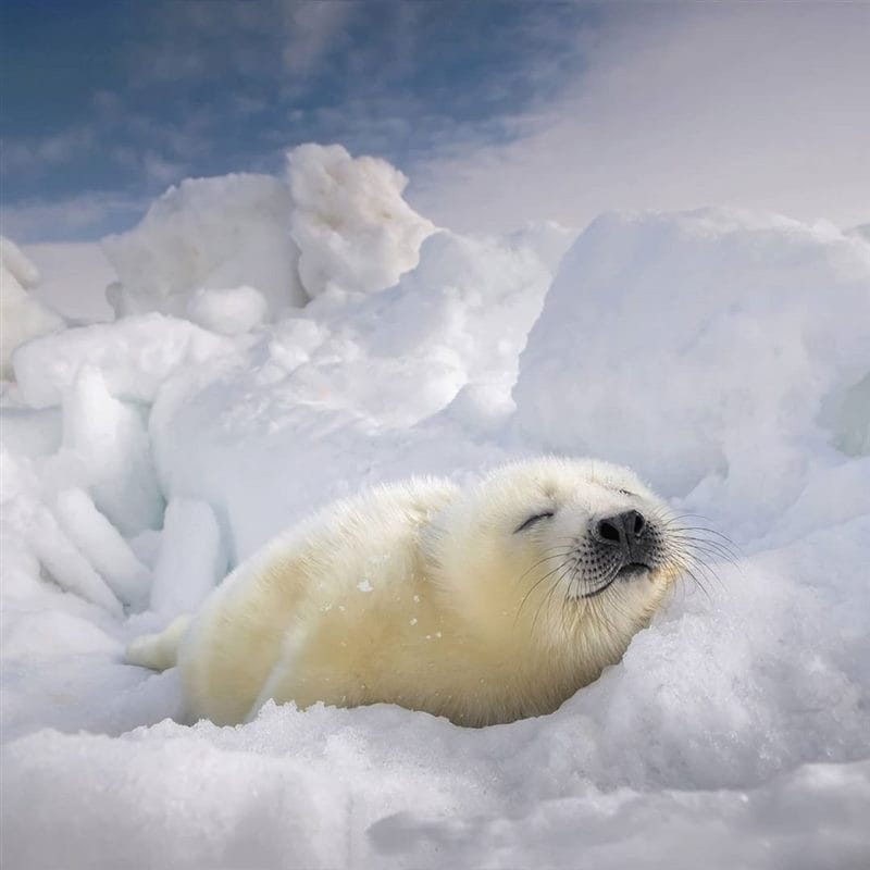 Картинки Арктика (70 фото) #54