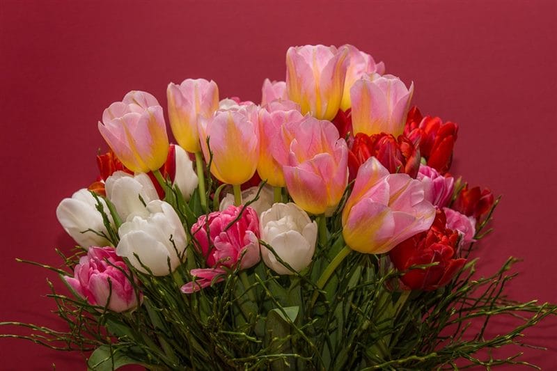 Картинки букеты тюльпанов (100 фото) #46
