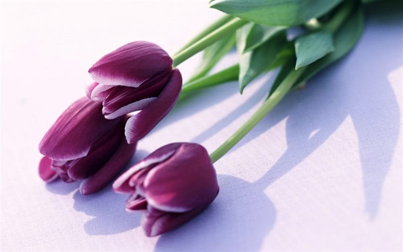 Картинки букеты тюльпанов (100 фото) #96