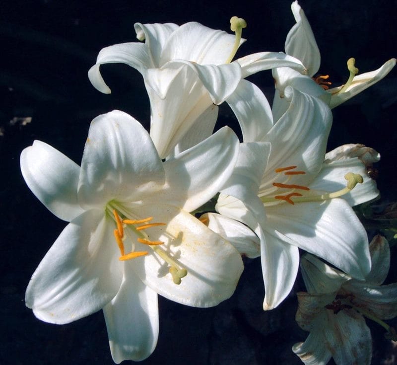 Картинки белые лилии (100 фото) #23