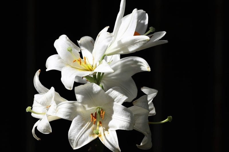Картинки белые лилии (100 фото) #73