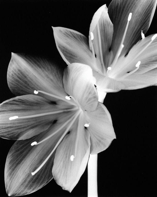 Картинки белые лилии (100 фото) #36