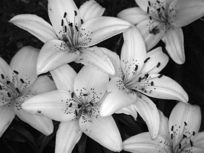 Картинки белые лилии (100 фото) #44