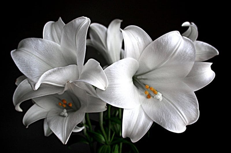 Картинки белые лилии (100 фото) #58