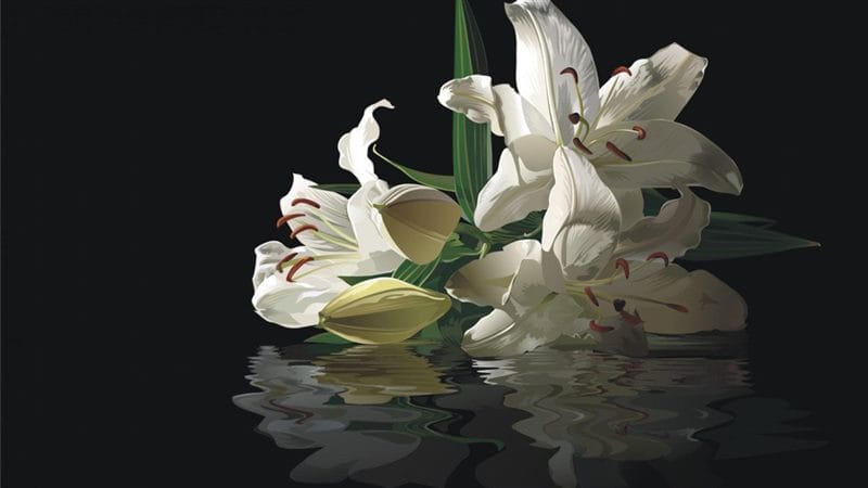 Картинки белые лилии (100 фото) #85