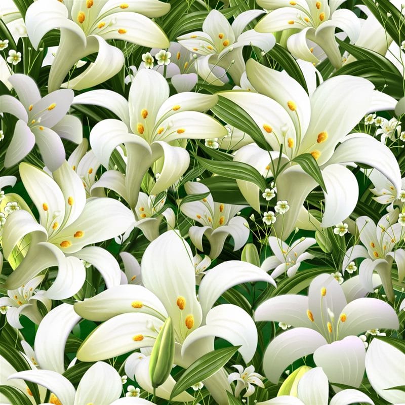 Картинки белые лилии (100 фото) #6