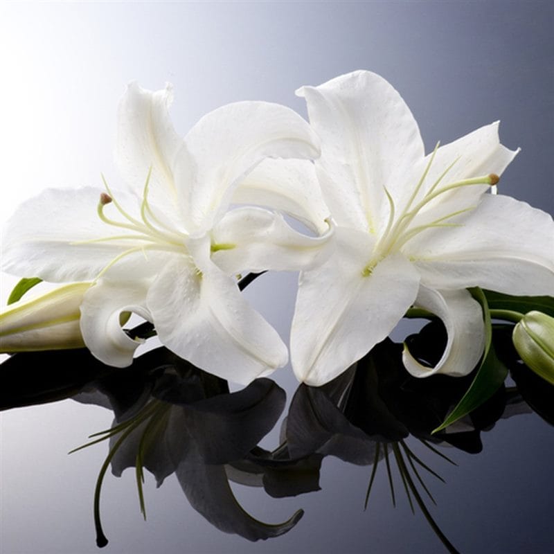 Картинки белые лилии (100 фото) #56