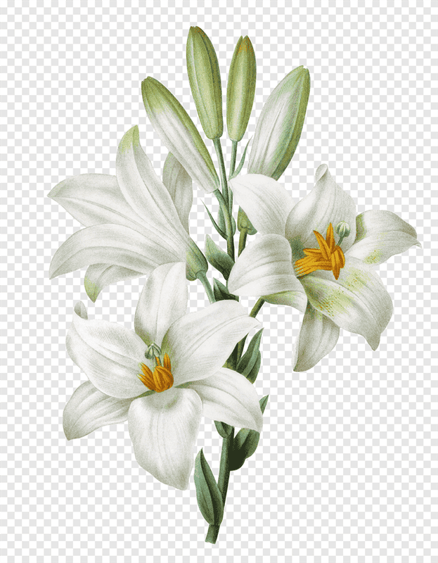 Картинки белые лилии (100 фото) #96