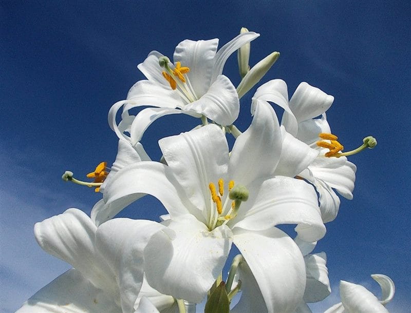 Картинки белые лилии (100 фото) #15