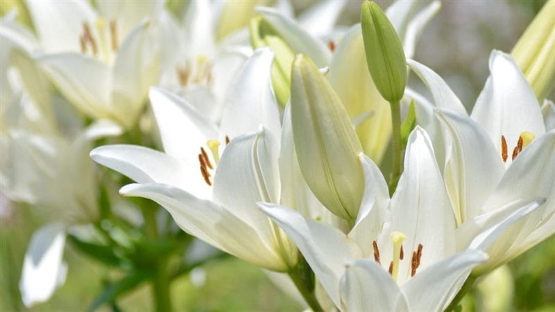 Картинки белые лилии (100 фото) #78