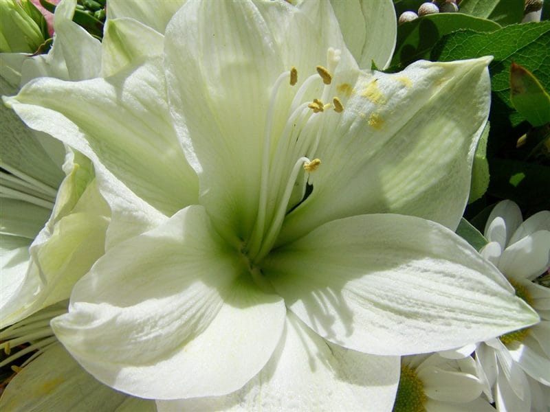 Картинки белые лилии (100 фото) #26