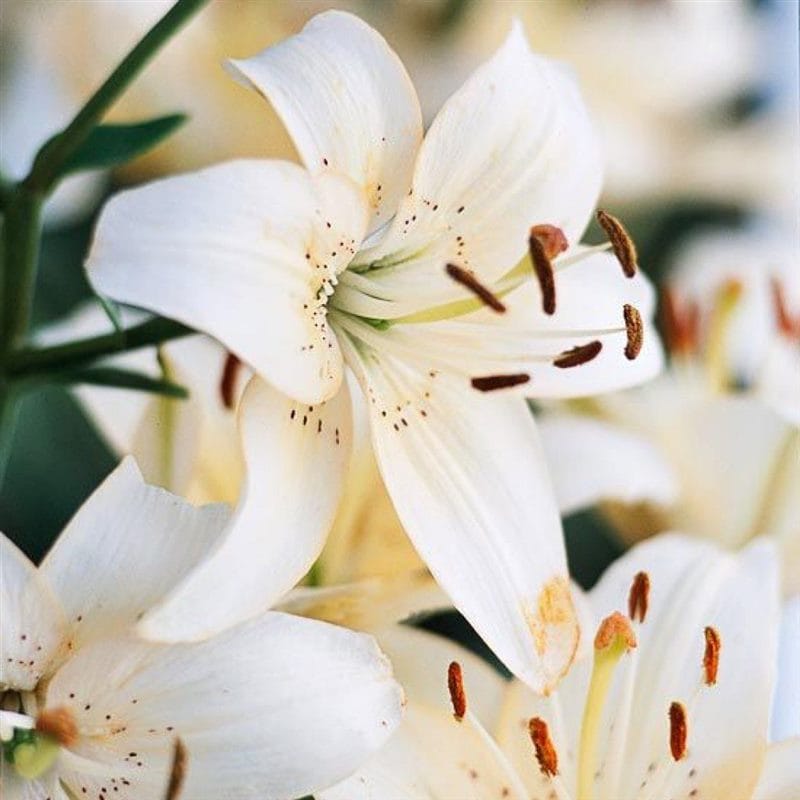 Картинки белые лилии (100 фото) #46