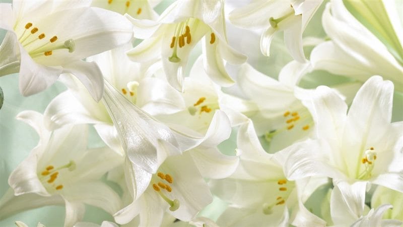 Картинки белые лилии (100 фото) #98